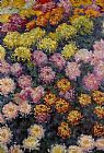 Bed Canvas Paintings - Bed of Chrysanthemums
